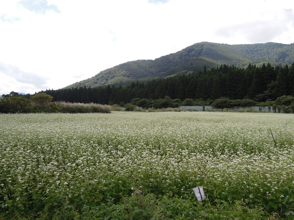 分水嶺のそば畑-1