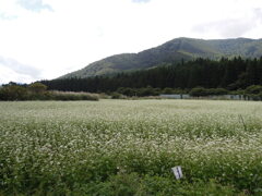 分水嶺のそば畑-1