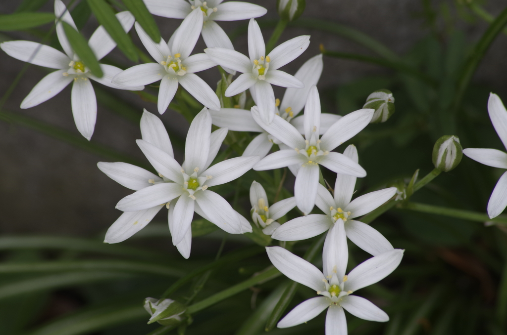 花散歩‐オーニソガラム