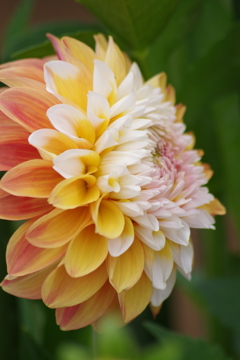 秋田のダリア-2017新作9