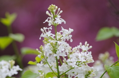 ライラック-白花-2