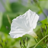 花散歩‐アサガオ