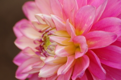 秋田のダリア-2017新作23