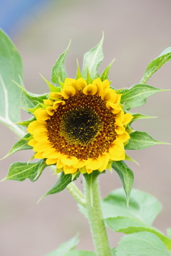 花散歩‐向日葵