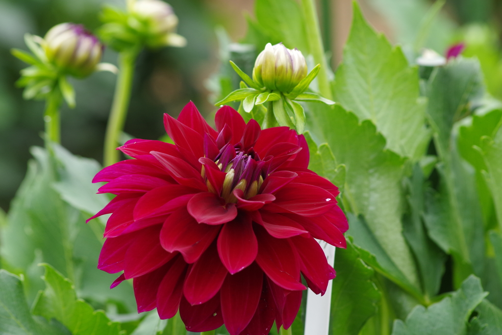 秋田のダリア-27