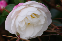 花散歩‐蕾はピンクの白い山茶花