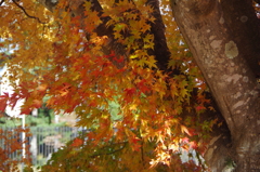 野草園のモミジ-4