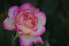 花散歩‐バラ尽くし1