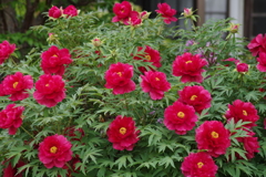 5/10 真っ赤な牡丹