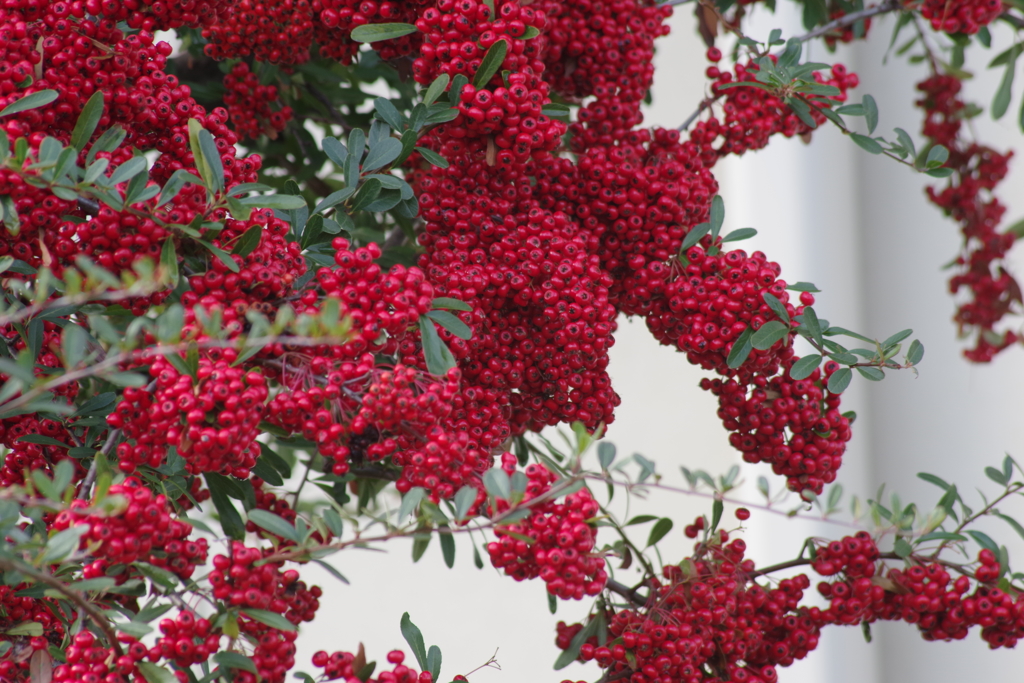 花散歩の赤い実‐ピラカンサ
