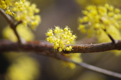 黄花満開-1