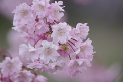 仙台八重枝垂-3