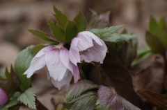 野草園開園‐原種クリスマスローズ