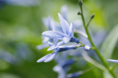 花散歩-丁字草