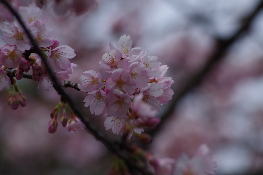 ちょっとお先に-大寒桜1