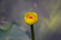 盛夏の野草園‐オゼコウホネ