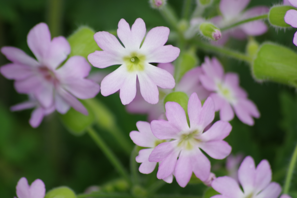 薬用植物園の春‐桜草