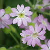 薬用植物園の春‐桜草