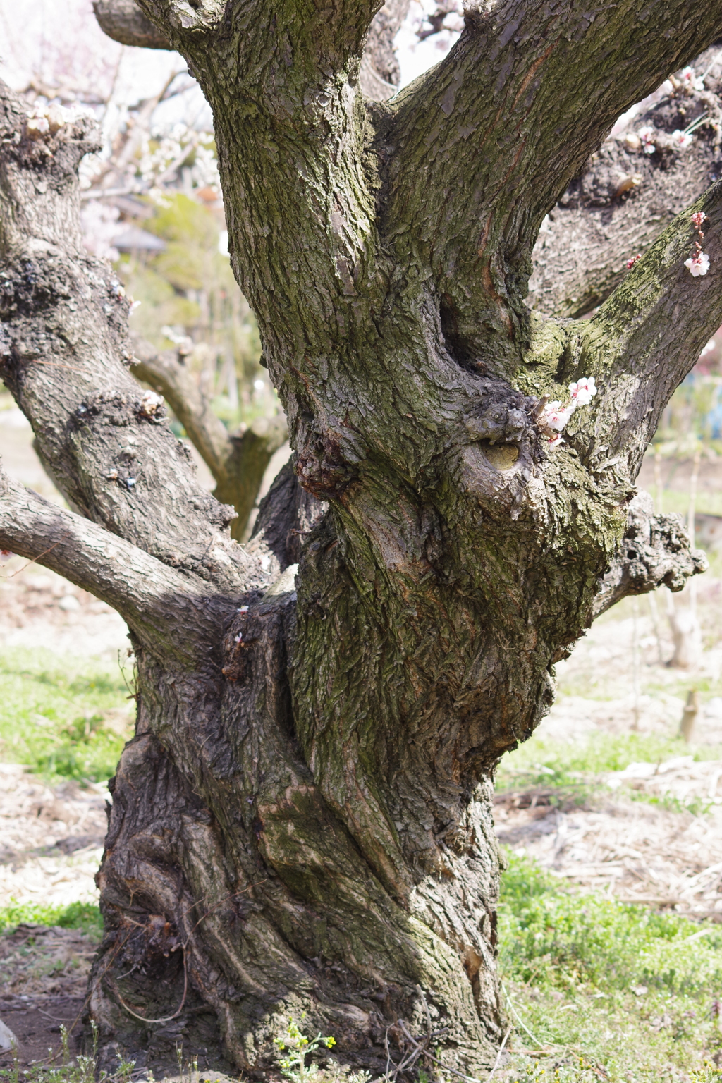 花散歩‐杏の威厳