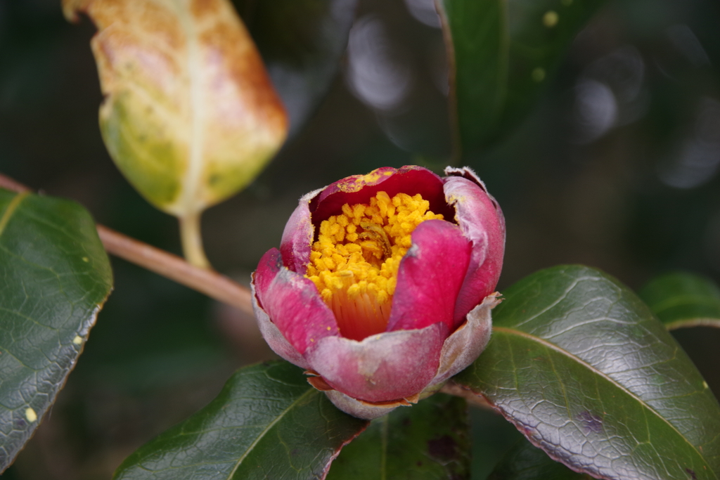 丸池様の小さな椿-1