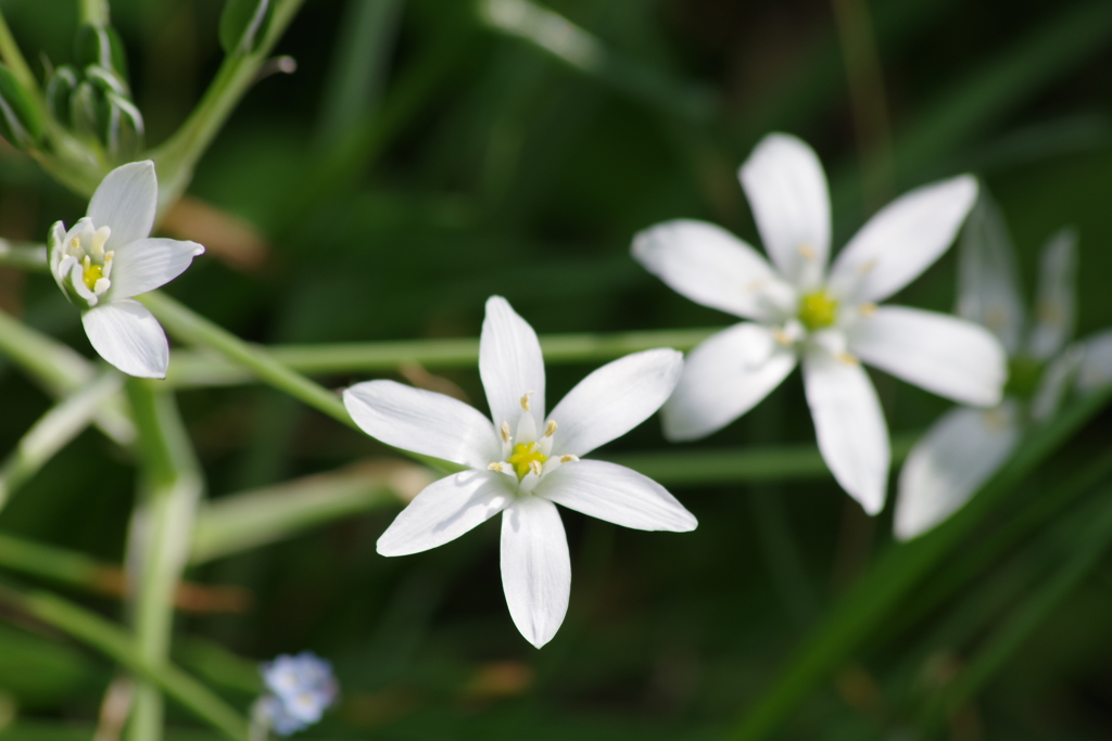 花散歩‐オオアマナ