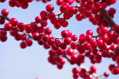 花散歩の赤い実‐ウメモドキ2