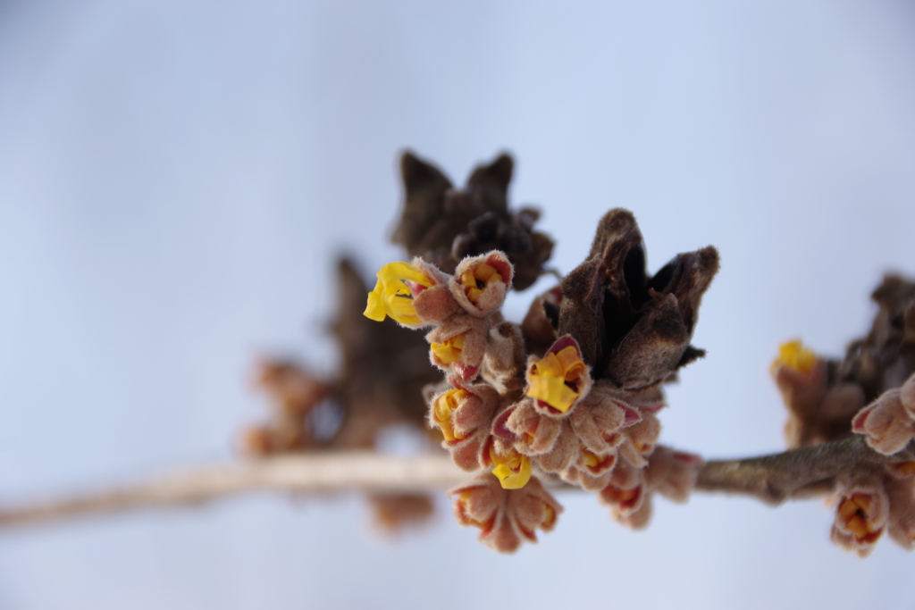 シナマンサク-2