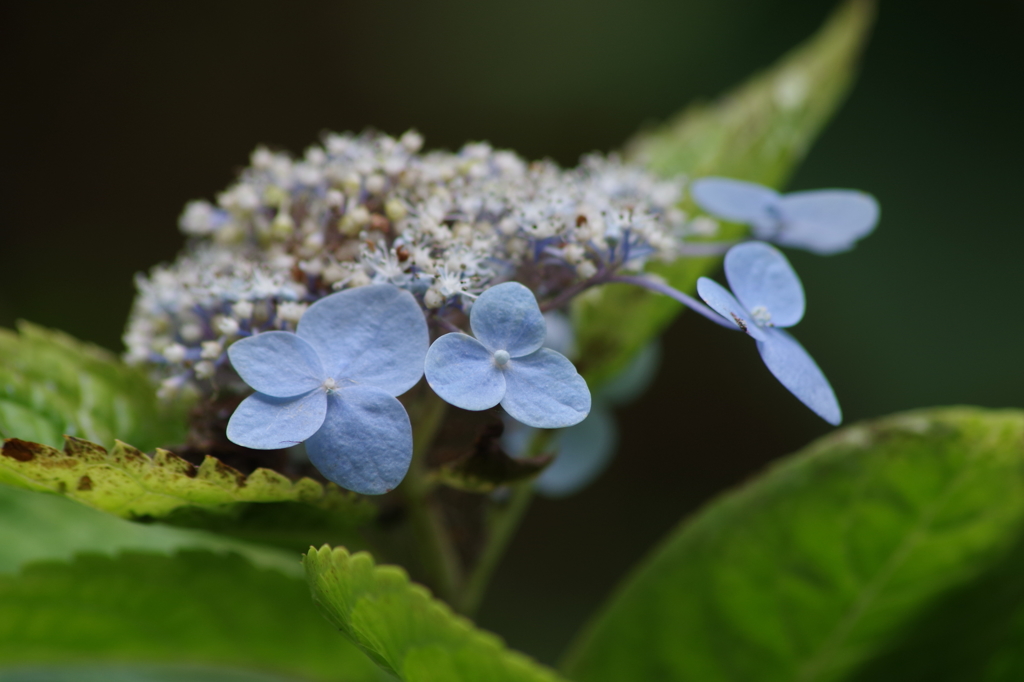 秋の紫陽花-1