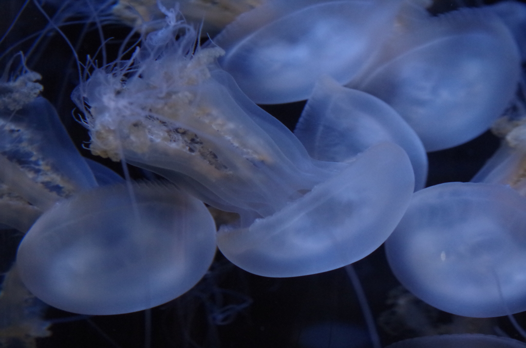 冬のクラゲ水族館-カワイトヒキクラゲ