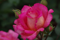 6/16 かすやの里