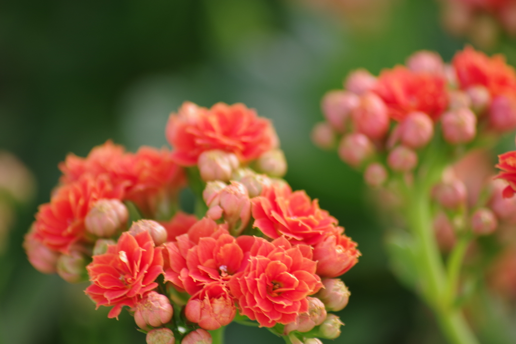 温室の花‐カランコエ