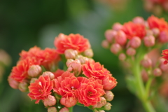 温室の花‐カランコエ