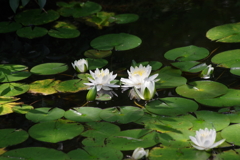 野草園で花散歩‐睡蓮