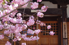 子安堂の桜-1