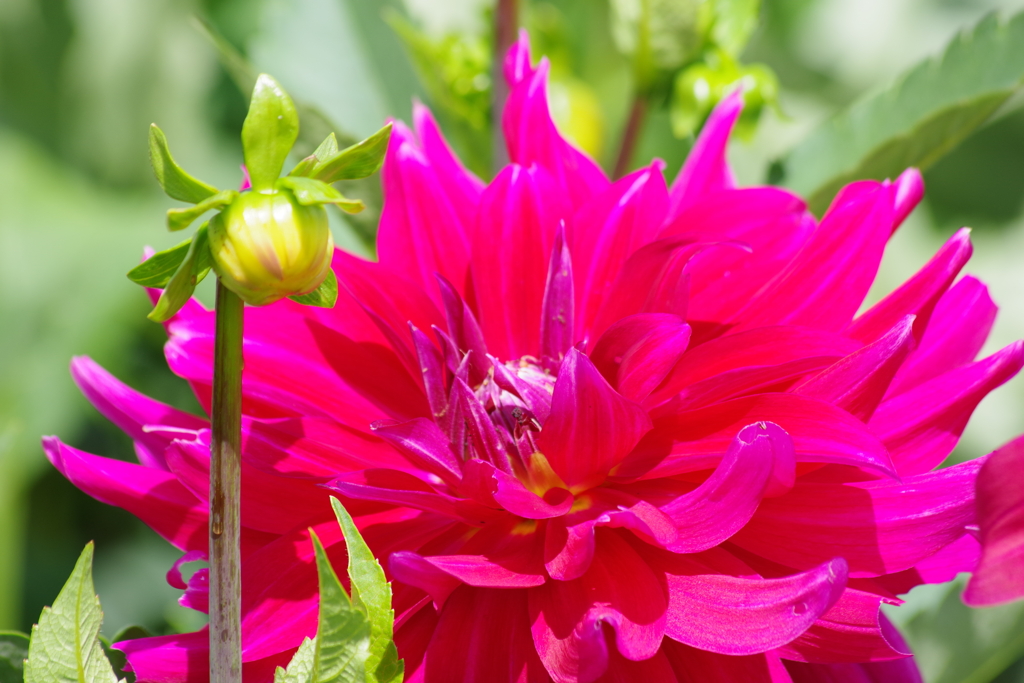 新作ダリア・19-521