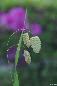 三両