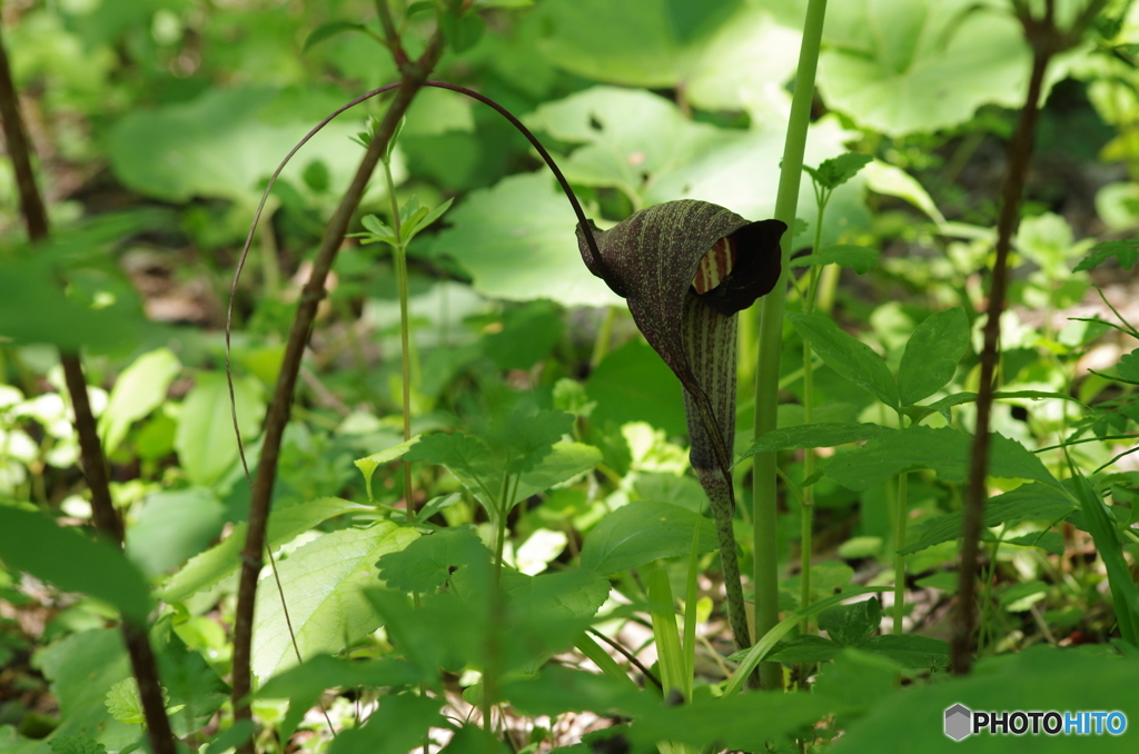 初夏の忘れ物-ウラシマソウ