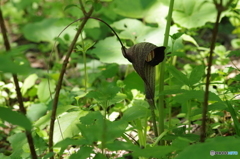 初夏の忘れ物-ウラシマソウ