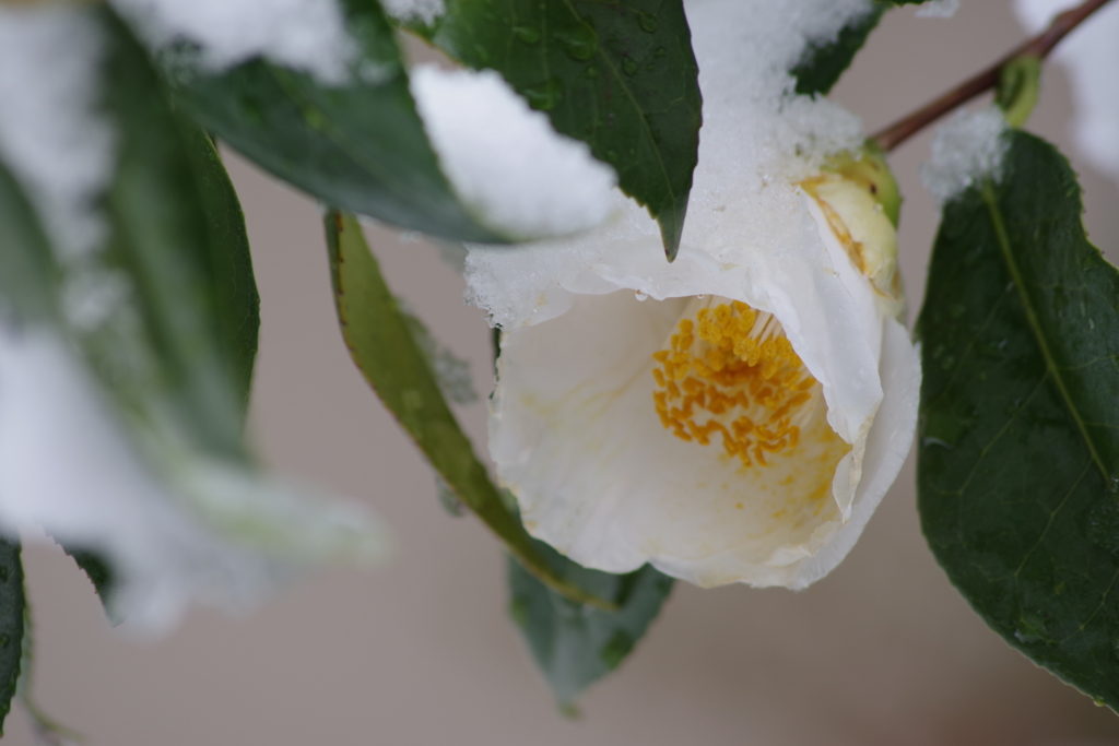 年度末の雪‐白椿