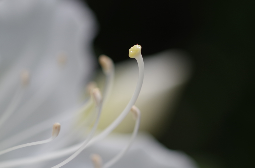 ツツジ日和-白い蕊1