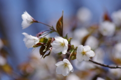 春を待ちわびて‐赤葉の山桜