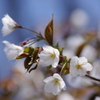 春を待ちわびて‐赤葉の山桜