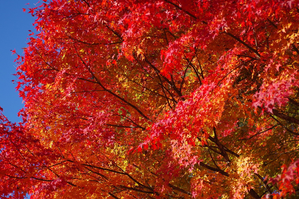 紅く燃え-いろはもみじ6
