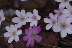 花散歩‐雪割草2