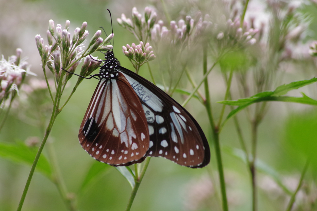 フジバカマとアサギマダラ3