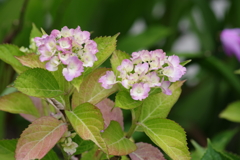 花散歩‐紫陽花1