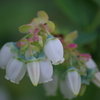 果樹の花-ブルーベリー1