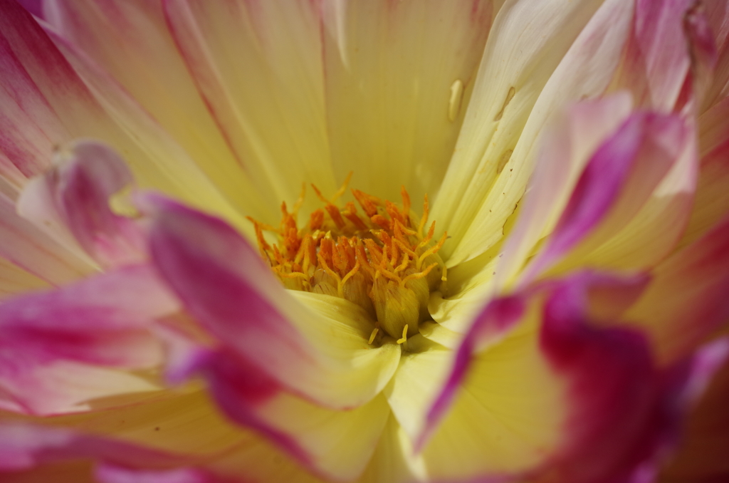 秋田のダリア‐蕊の魅惑3