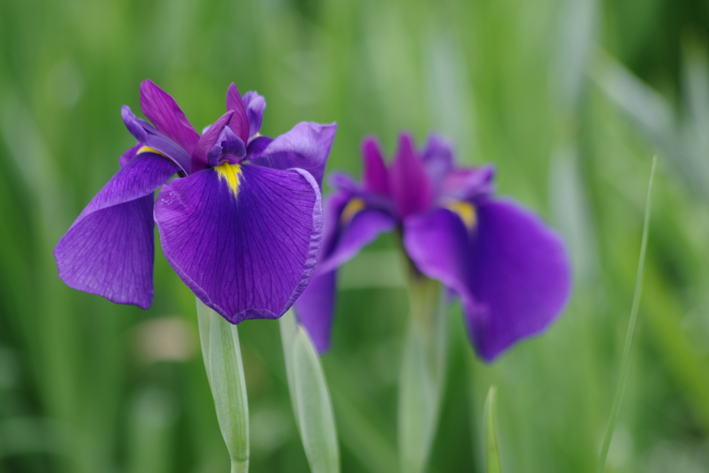 花菖蒲の季節到来₋長井古紫