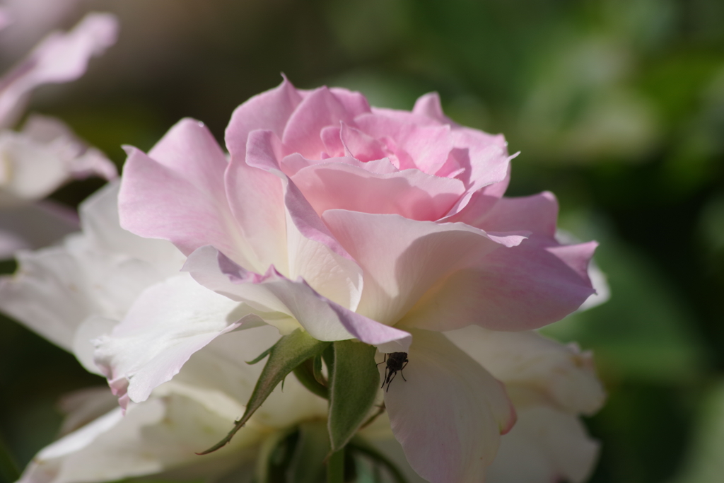 山形の薔薇-マチルダー